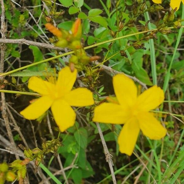 Hypericum annulatum Flor