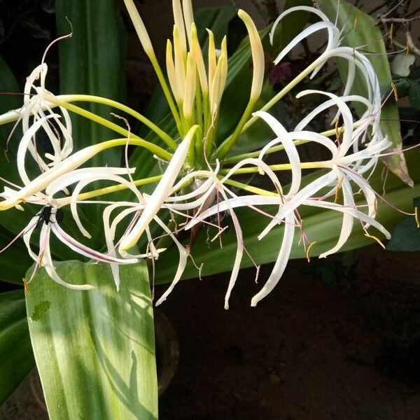 Crinum asiaticum Fleur