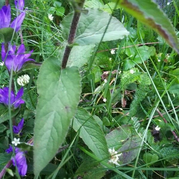 Campanula glomerata Blad