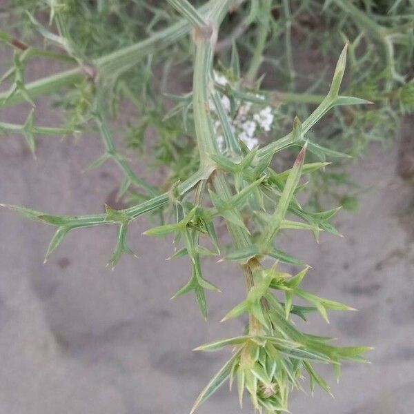 Echinophora spinosa Blad