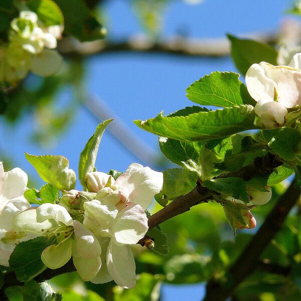 Malus pumila Květ