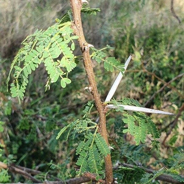 Vachellia etbaica 其他