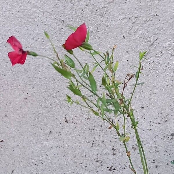 Linum grandiflorum Habit