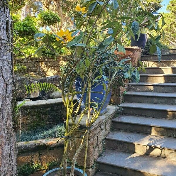 Rhododendron aurigeranum Habitat