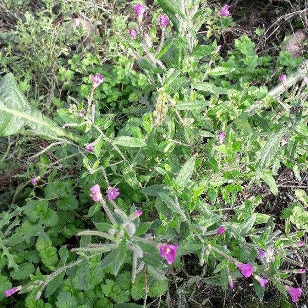 Epilobium hirsutum Fiore