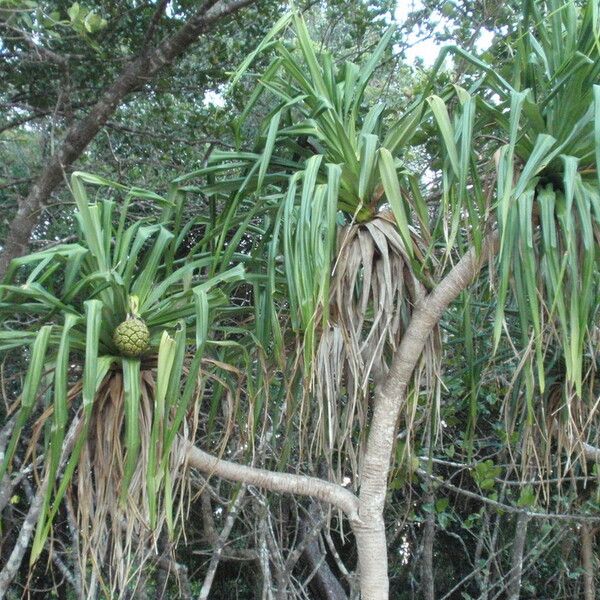 Pandanus tectorius Alkat (teljes növény)