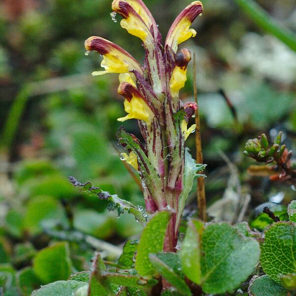 Pedicularis flammea Квітка