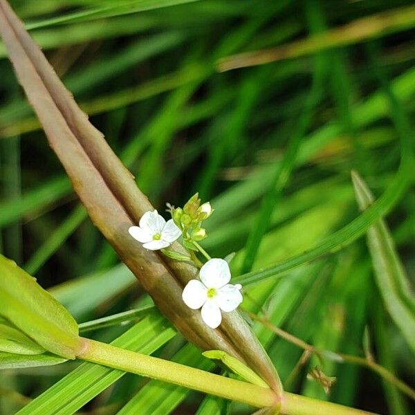 Veronica scutellata 花