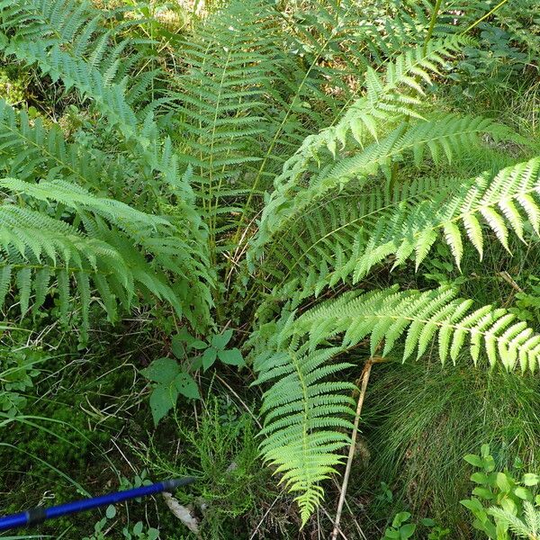 Thelypteris limbosperma Лист