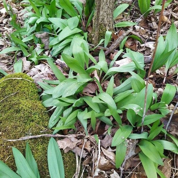 Allium tricoccum Blad