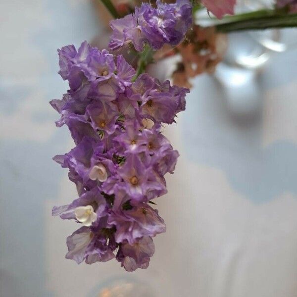 Limonium sinuatum Blomst