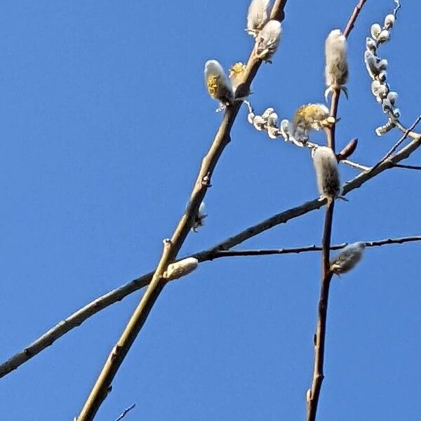 Salix x sericans Квітка