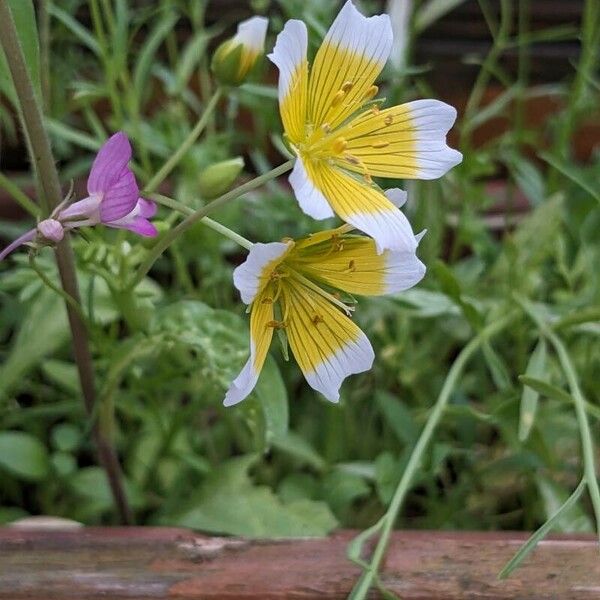 Limnanthes douglasii Λουλούδι