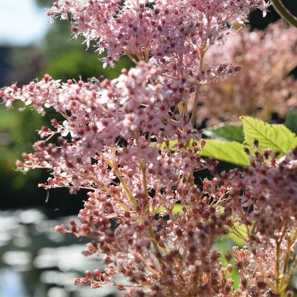 Filipendula rubra Flor