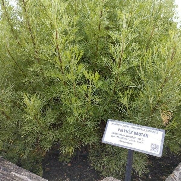 Artemisia abrotanum 葉