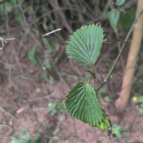 Viburnum dentatum 葉