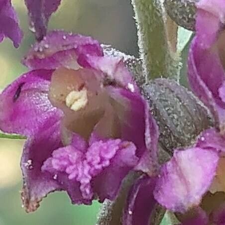 Epipactis atrorubens Flor