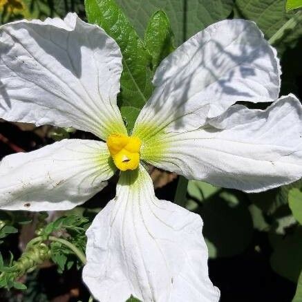 Lagenaria sphaerica फूल