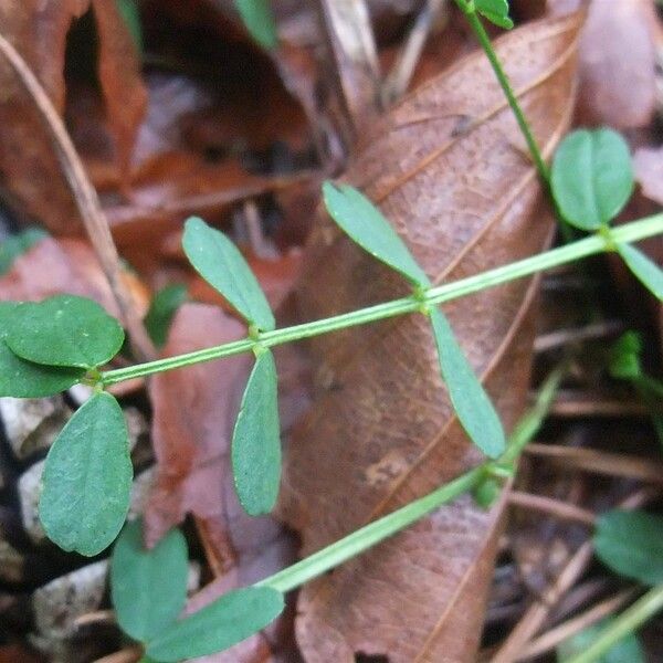 Coronilla vaginalis Leaf