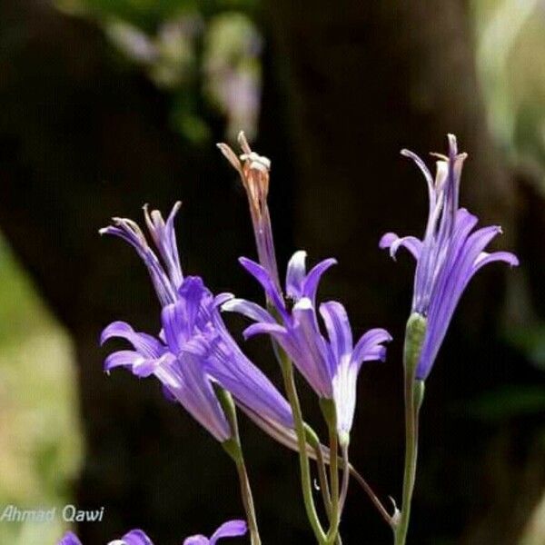 Ixiolirion tataricum Flower