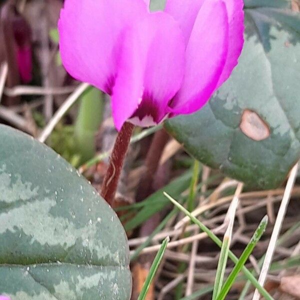 Cyclamen coum Flower