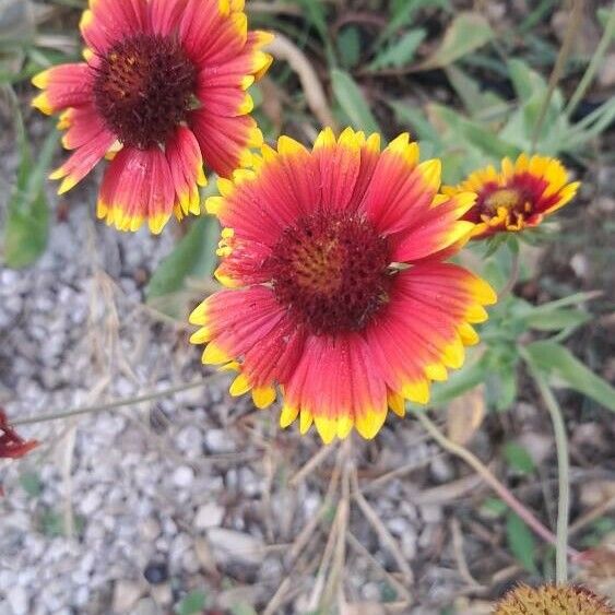 Gaillardia pulchella Flors