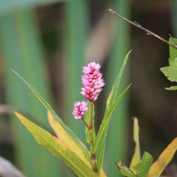 Persicaria amphibia Flor