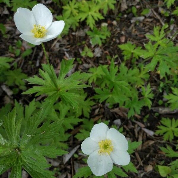 Anemonastrum canadense Cvet