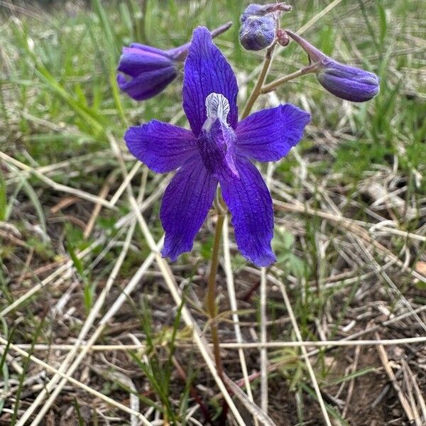 Delphinium bicolor फूल