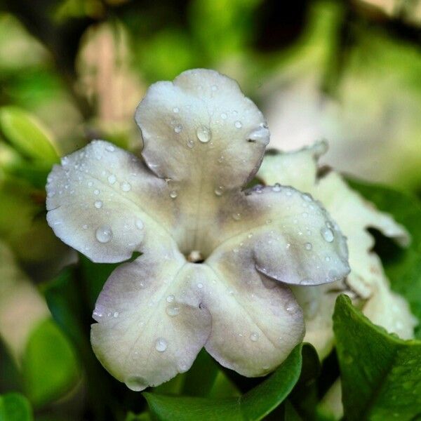 Brunfelsia americana Květ