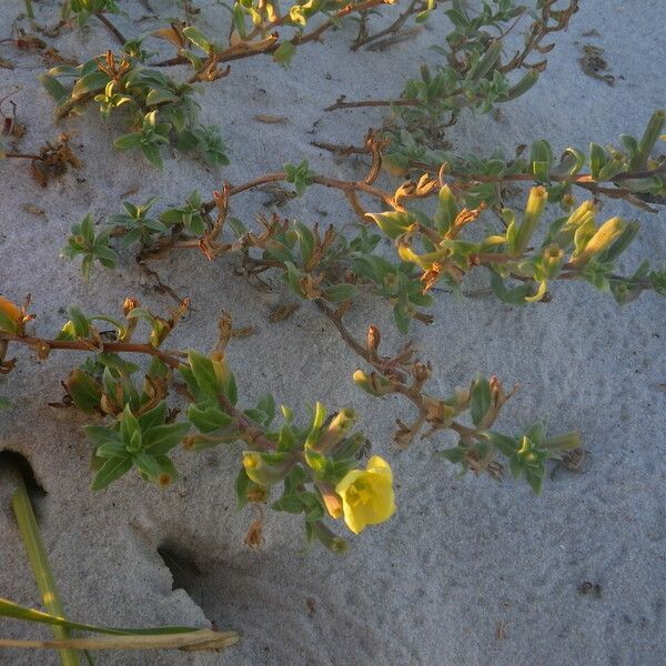 Oenothera humifusa Habit