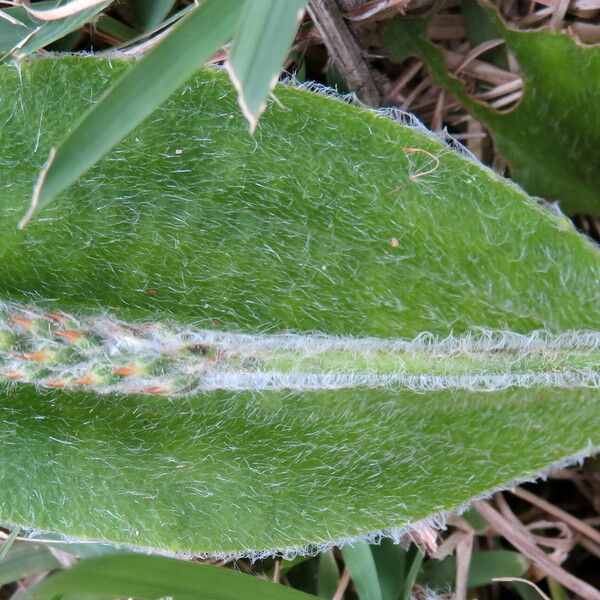 Plantago tomentosa Λουλούδι