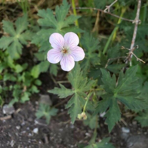 Geranium maculatum Žiedas