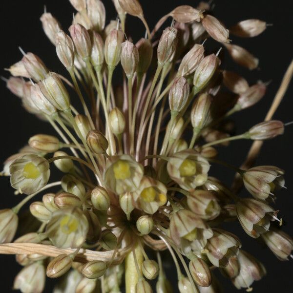 Allium longispathum Blomma