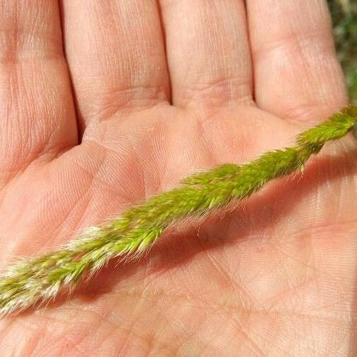 Trisetaria panicea Bloem