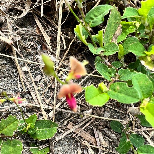 Alysicarpus ovalifolius Bloem