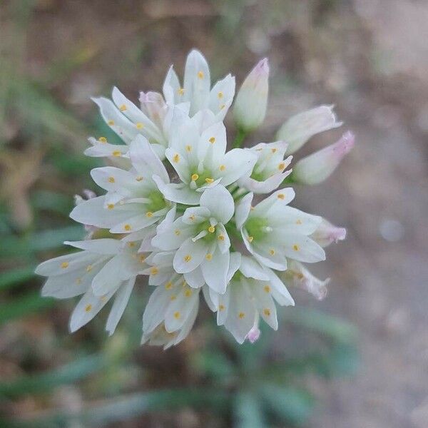 Allium subvillosum Lorea