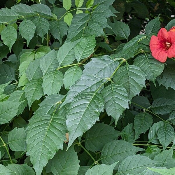 Campsis radicans Frunză