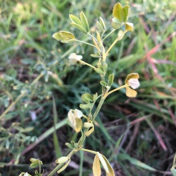 Medicago falcata Fulla