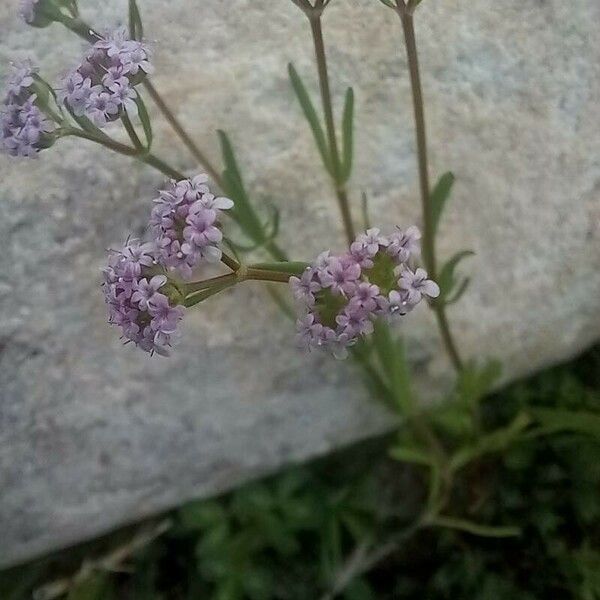 Valeriana coronata Blomst