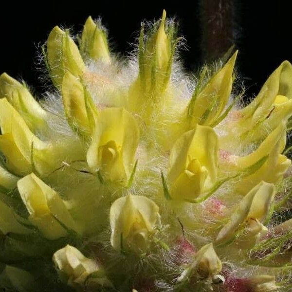 Astragalus alopecurus Flower