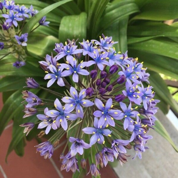 Scilla peruviana Blomma