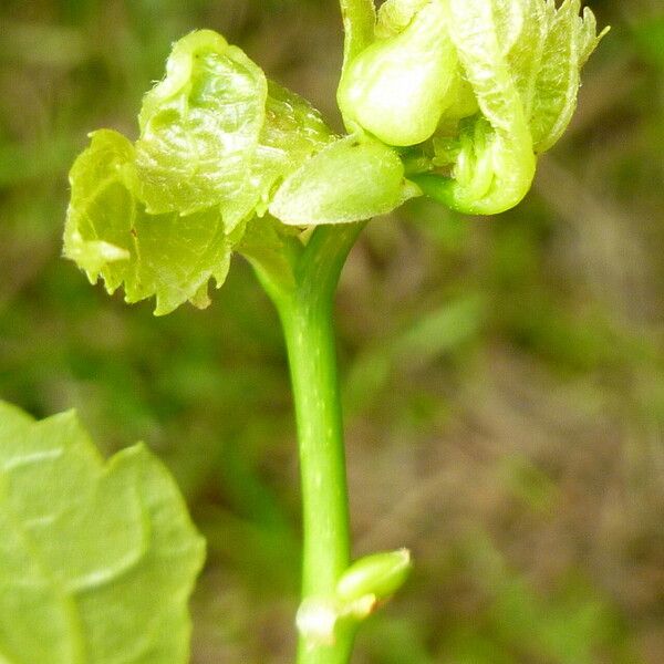 Tilia americana Цвят