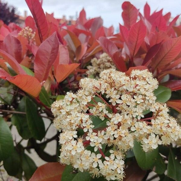 Photinia serratifolia ফুল