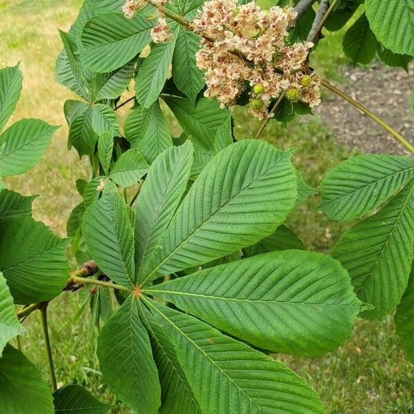 Aesculus turbinata Yaprak