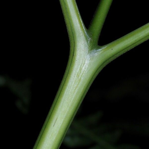 Pteris tripartita Rinde