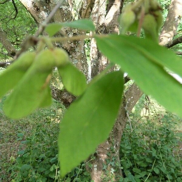 Acer maximowiczianum Frukto