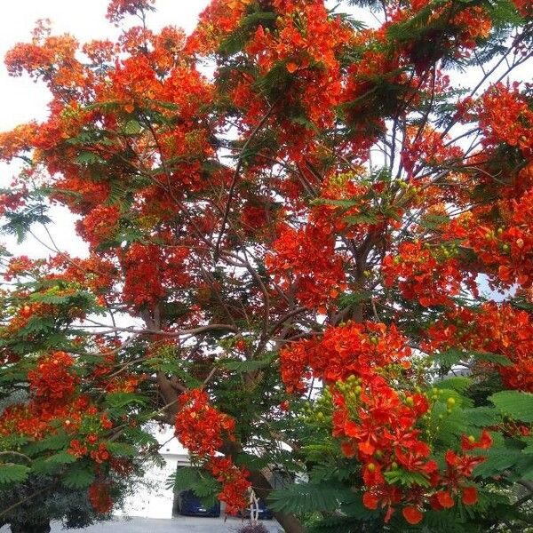 Delonix regia Cvet