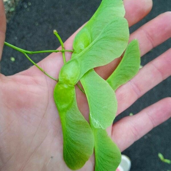 Acer platanoides Frukt