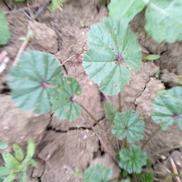 Malva neglecta Lapas